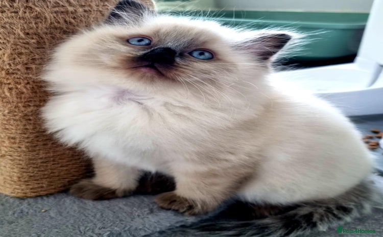 Ragdoll cats - Advert 1