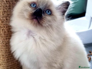 Ragdoll cats - Advert 1