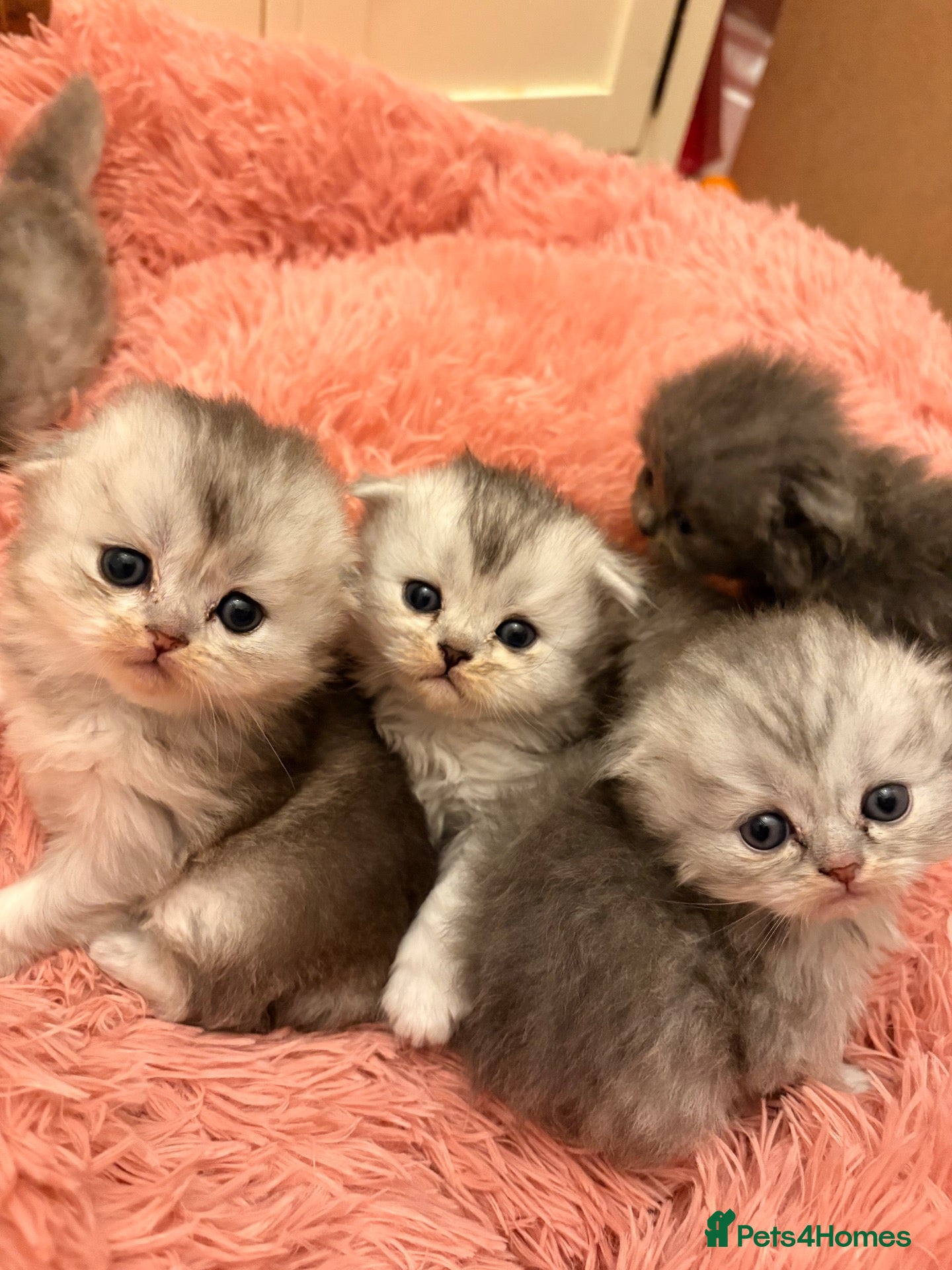 Scottish Fold cats 6 x Scottish fold kittens - pure bred  - Advert 15