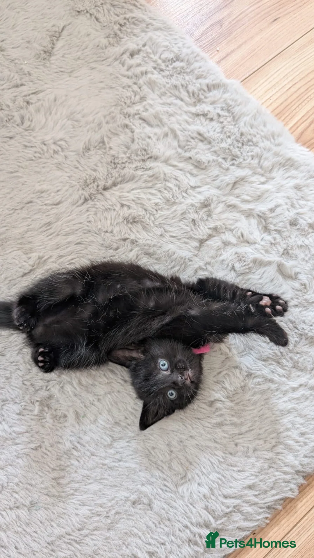 Mixed Breed cats for sale: Kittens for sale! 3 boys 1 girl  in Redditch - Advert 7