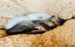 Scottish Fold cats for sale: 🌟🌟🌟🌟🌟Pedigree Scottish Fold Kittens - Image 5