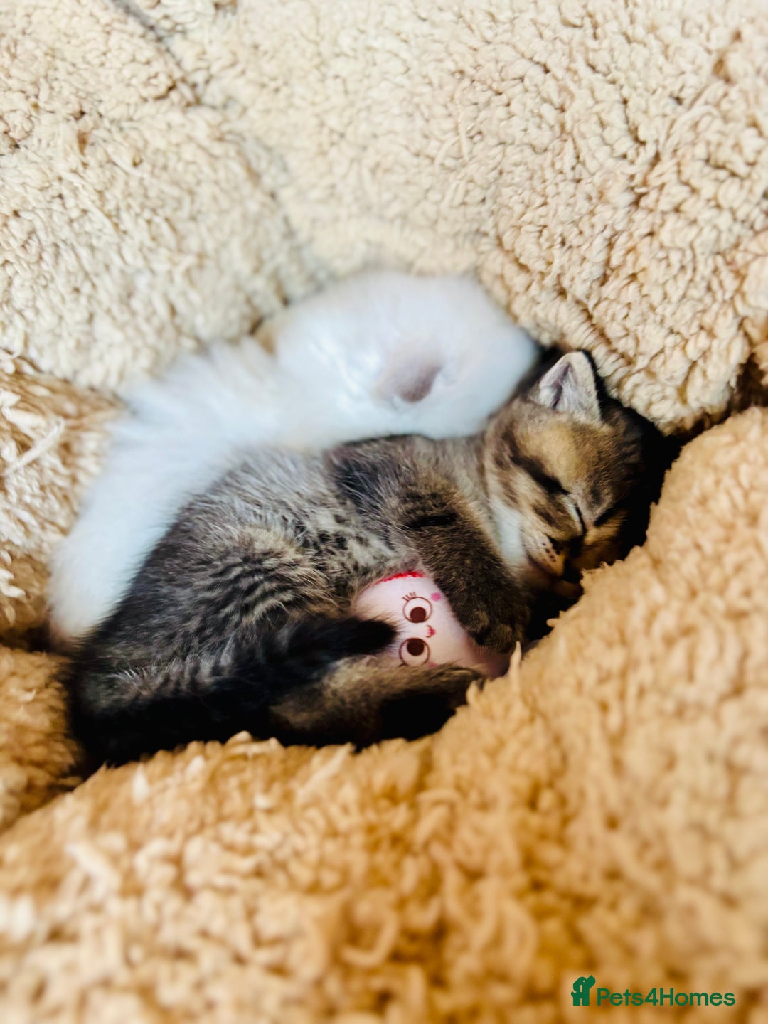 Scottish Fold cats for sale: 🌟🌟🌟🌟🌟Pedigree Scottish Fold Kittens - Image 5