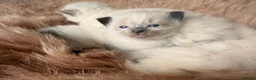 Ragdoll cats for sale: Stunning ragdoll babies! 😻😽 - Advert 7