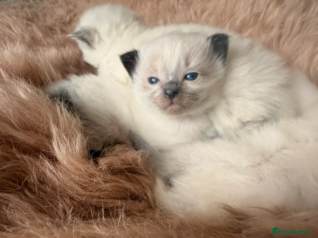 Ragdoll cats for sale: Stunning ragdoll babies! 😻😽 - Advert 7