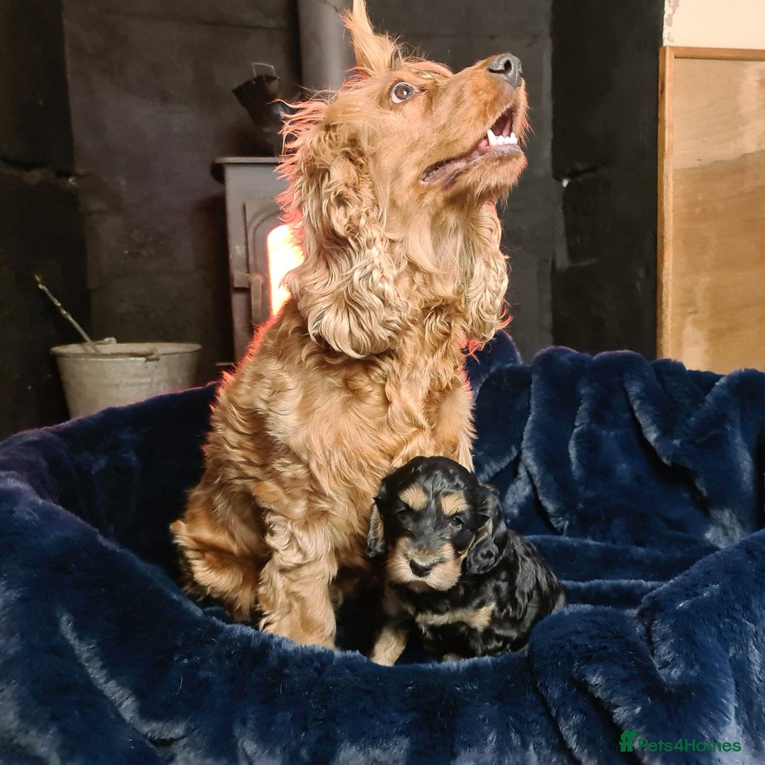 Cockapoo dogs for sale: Exceptional Cockapoo Puppies for Sale - Advert 36