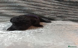 Jackapoo dogs for sale: Beautiful Jackapoos puppies - Advert 23