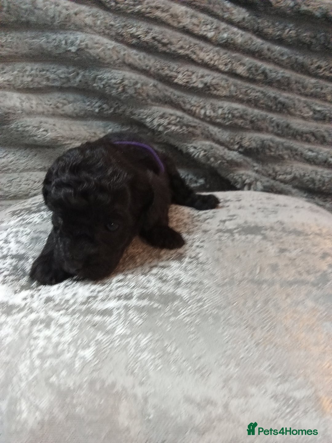 Jackapoo dogs for sale: Beautiful Jackapoos puppies - Advert 23