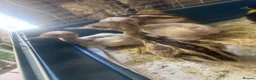 Emus poultry for sale: Baby rhea white and grey - Advert 1