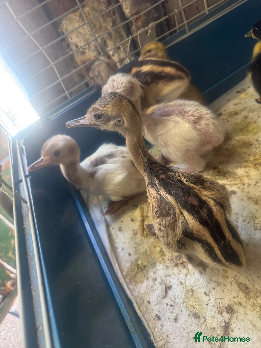 Emus poultry for sale: Baby rhea white and grey - Advert 1