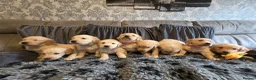 Golden Retriever dogs for sale: Golden Retriever puppy's KC  - Advert 14