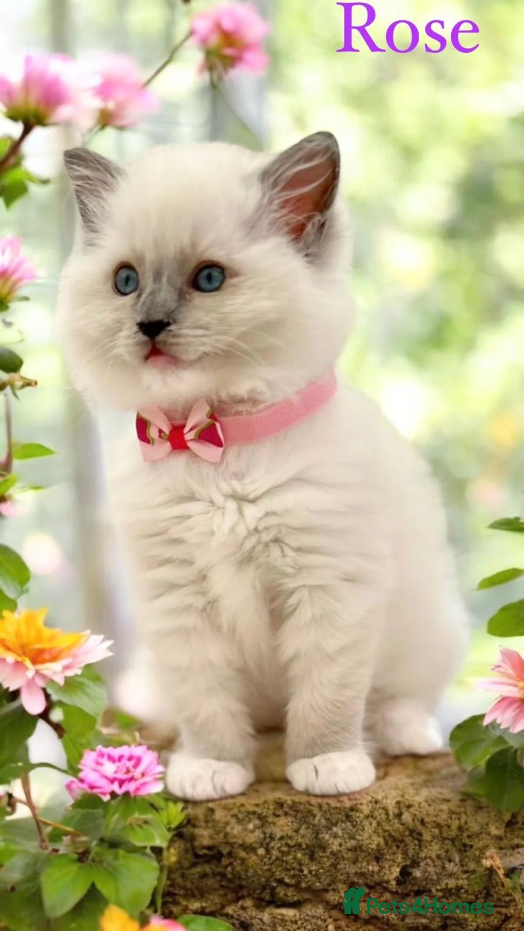 Ragdoll cats for stud: Blue point Ragdoll male for stud duty  in Purley - Advert 8