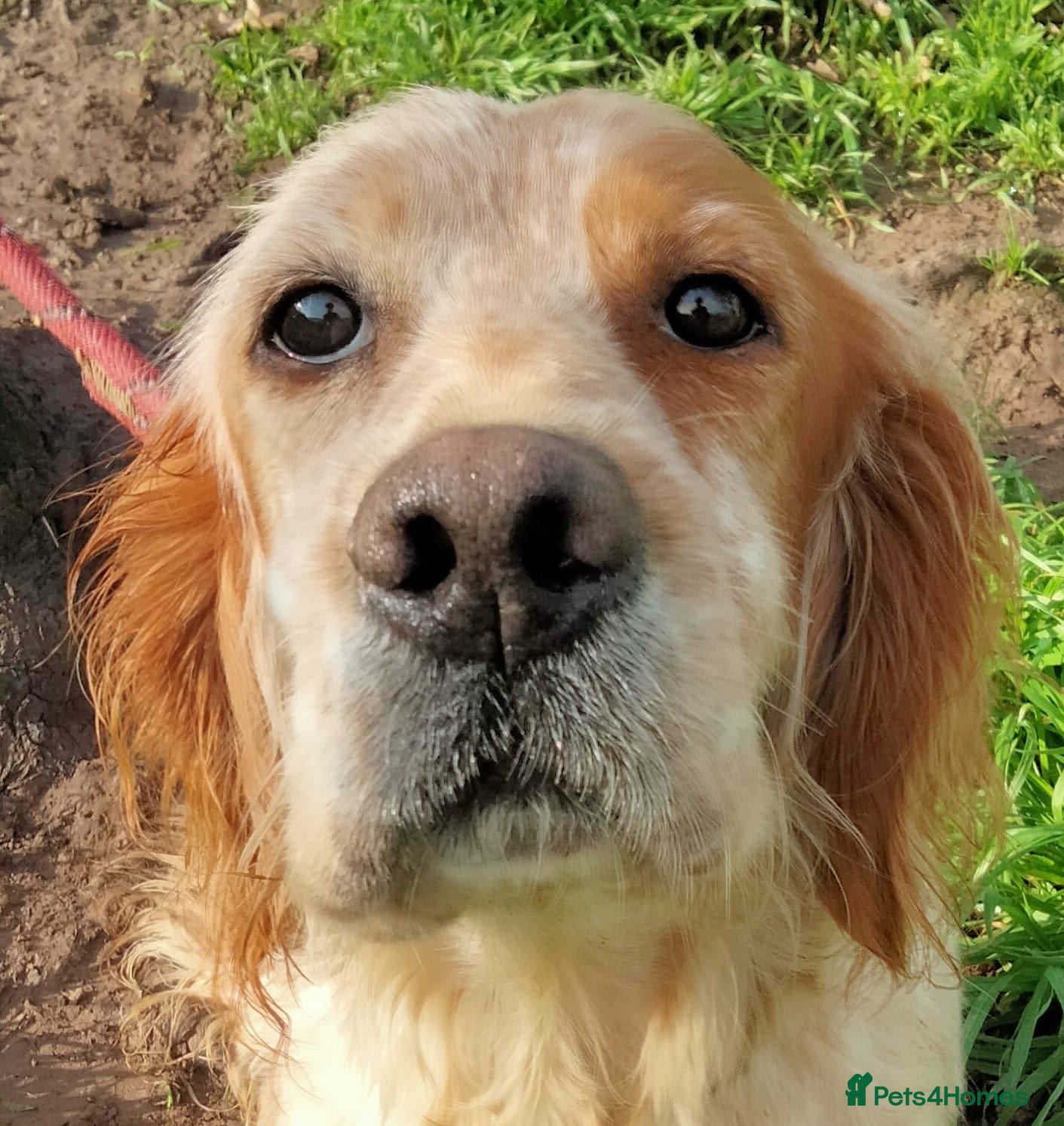 English Setter dogs Ali   - Advert 3