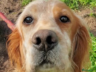 English Setter dogs Ali - Advert 1