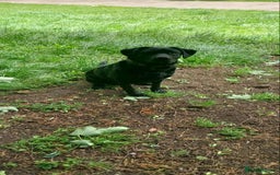 Labrador Retriever dogs for stud: Looking for a stud for my 3yr old lab - Image 2