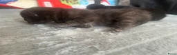 Mixed Breed cats for sale: 🐾BlackBrown Tabby Kittens needing Forever Homes🐾 in London - Advert 4