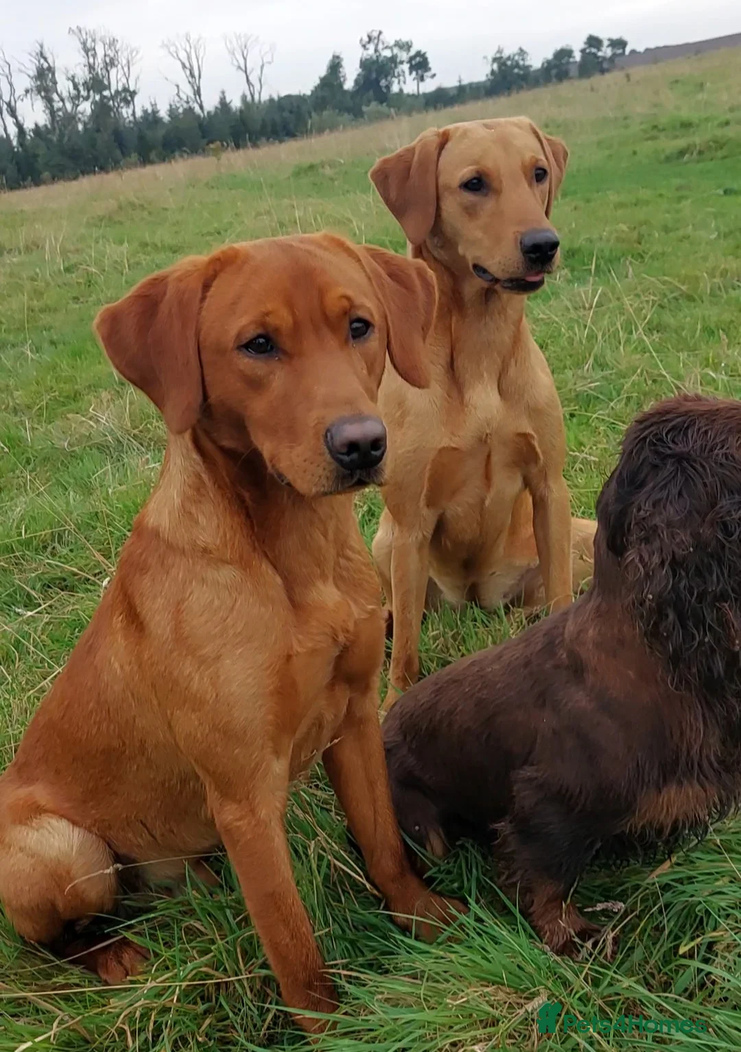 Labrador Retriever dogs for stud: Fox red working stud in Morpeth - Advert 2