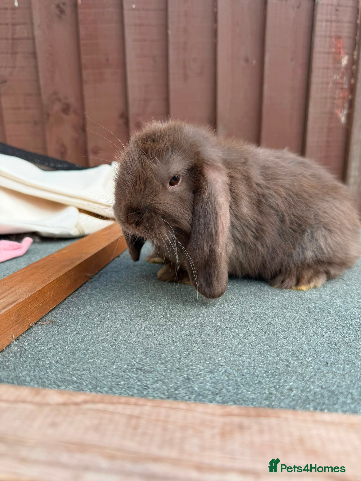 Mini Lop rabbits Purebred chocolate buck AVAILABLE NOW - Advert 1