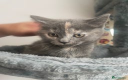 Ragdoll cats for sale: Beautifully half ragdoll kittens  - Image 8