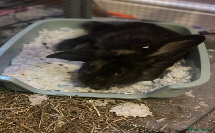 English Lop rabbits - Advert 9