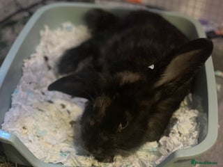 English Lop rabbits - Advert 2