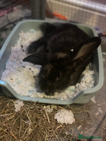 English Lop rabbits - Advert 1