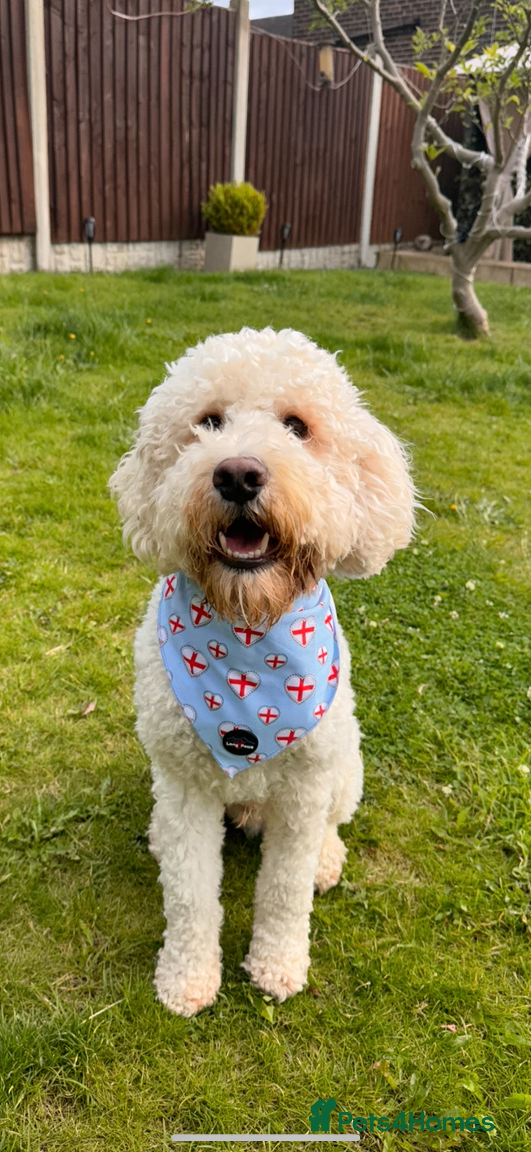 Cockapoo dogs for stud: Reggie F2B Cockapoo For Stud - Image 3