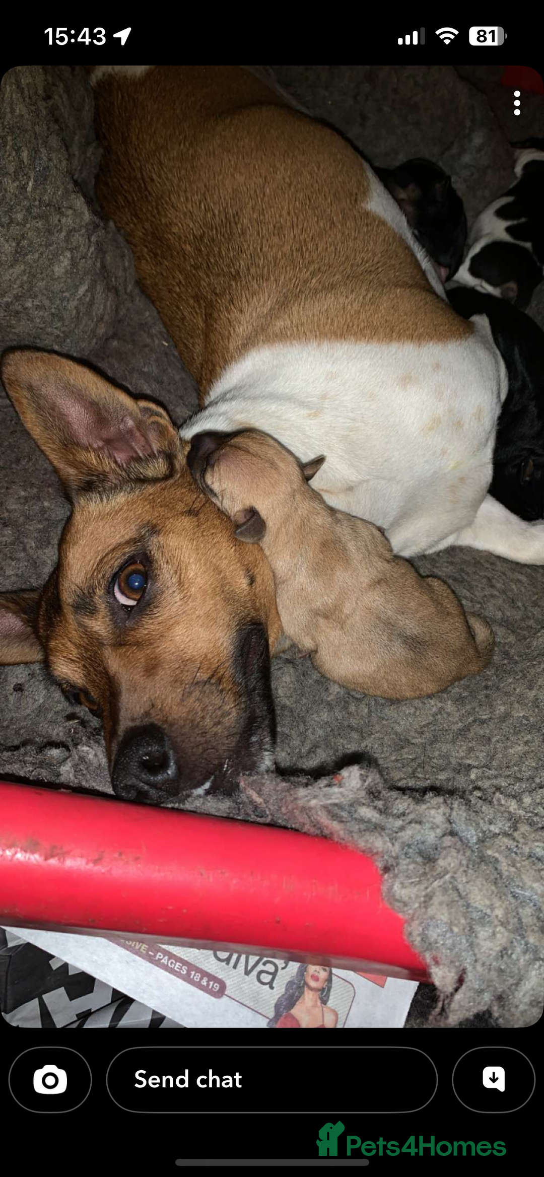 Jack Russell dogs for sale: Jack Russell pups  - Advert 1