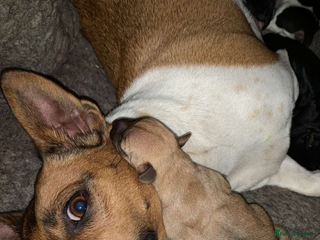 Jack Russell dogs Jack Russell pups - Advert 2