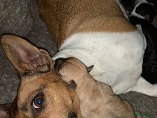 Jack Russell dogs Jack Russell pups - Advert 6