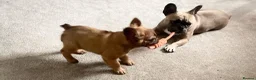 French Bulldog dogs for sale: Beautiful French bulldogs for sale  in Brighouse - Advert 10