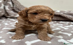 Cockapoo dogs for sale: Adorable cockapoo puppies for sale  - Image 7