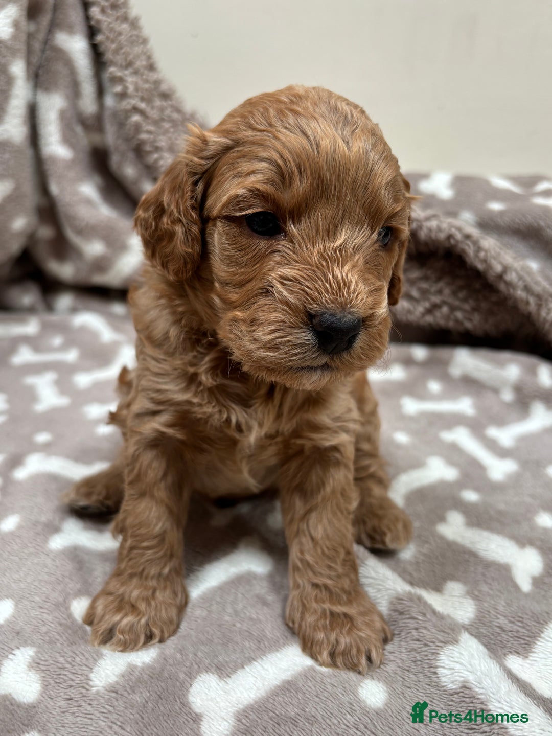Cockapoo dogs for sale: Adorable cockapoo puppies for sale  - Image 7