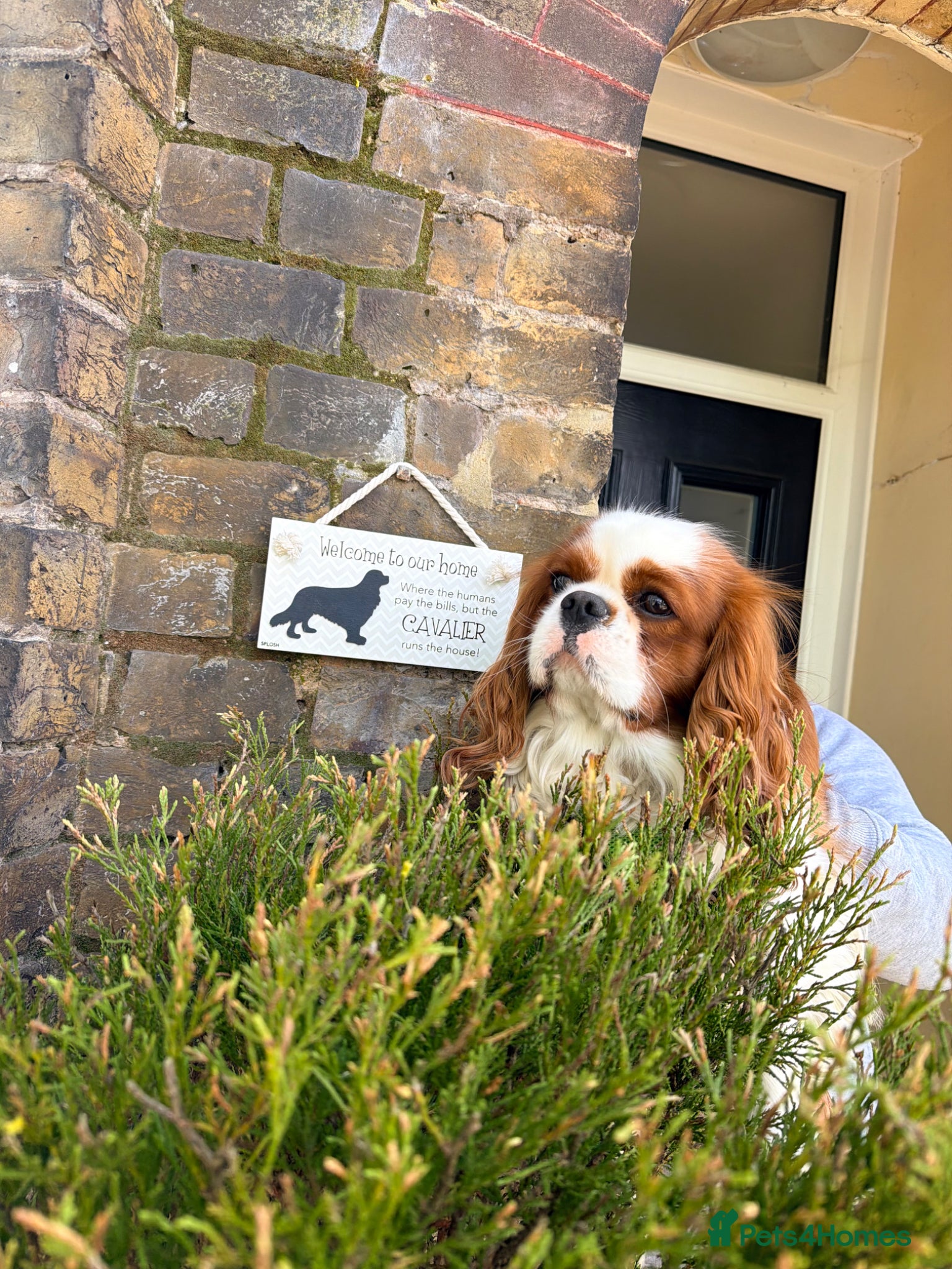 Cavalier King Charles Spaniel dogs Teddy  - Advert 1