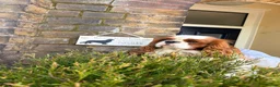 Cavalier King Charles Spaniel dogs for stud: Teddy  - Advert 1