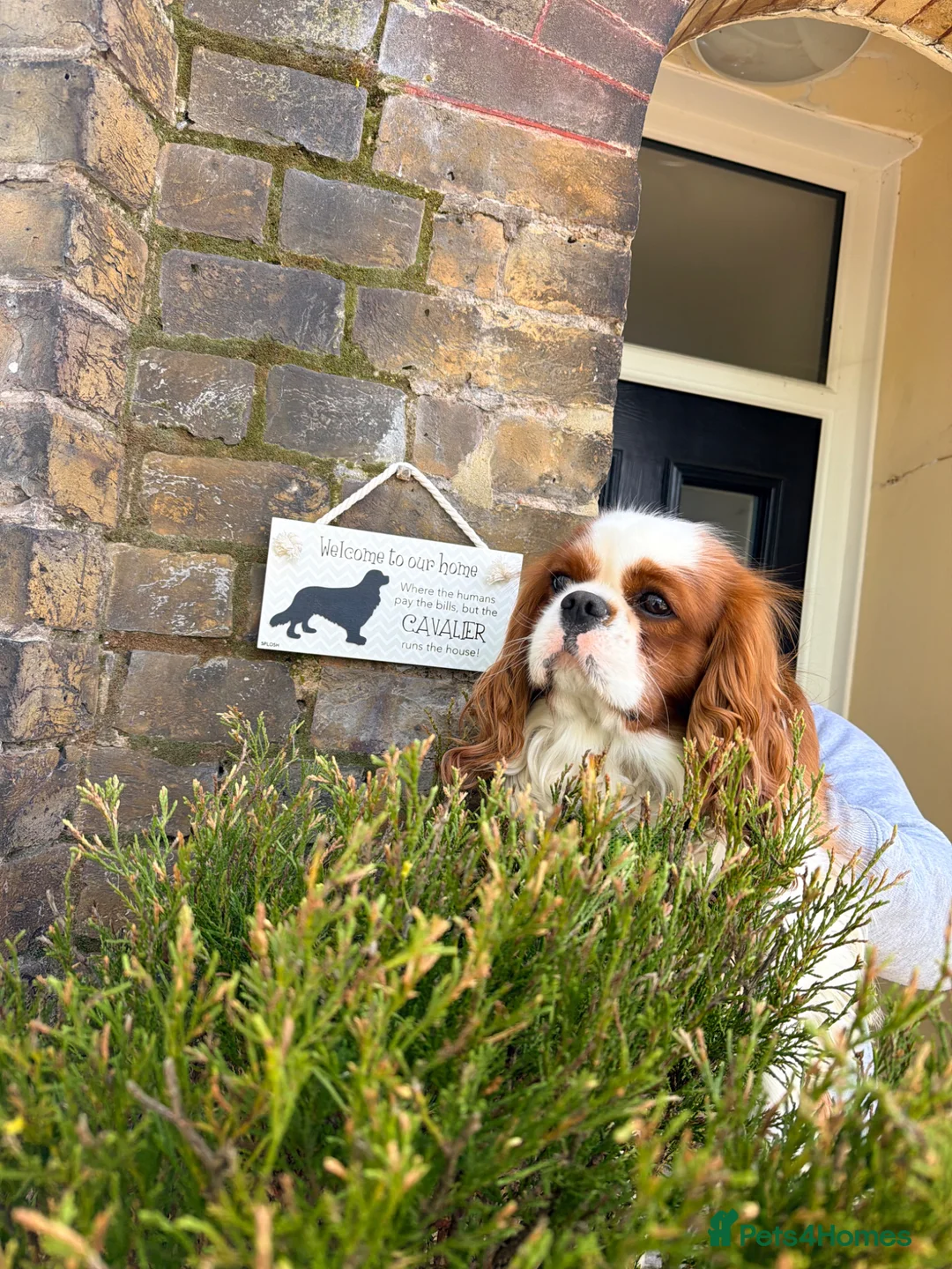 Cavalier King Charles Spaniel dogs for stud: Teddy  - Advert 1