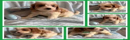 Cavapoo dogs for sale: Gorgeous F1B Cavapoo puppies - Advert 29