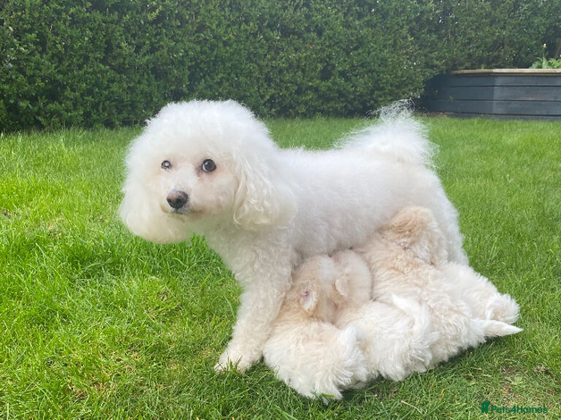 Bichon Frise dogs for sale: Beautiful Bichon Puppies available in Gosport - Advert 2