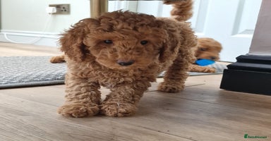 Miniature Poodle dogs - Advert 15