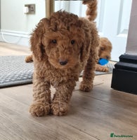 Miniature Poodle dogs - Advert 10
