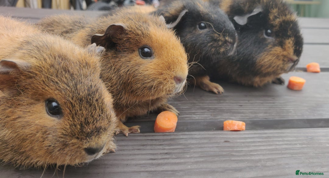 Guinea Pig rodents for sale: Pairs of Sows - Happy, Healthy, Friendly Sows - Image 12