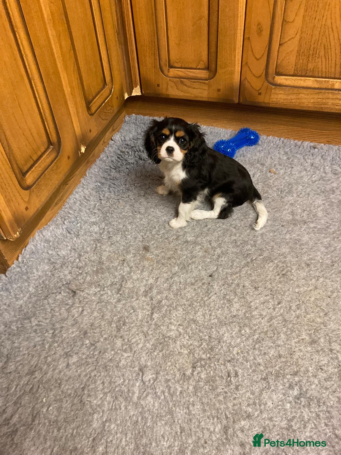 Cavalier King Charles Spaniel dogs for sale: KC Tri girl looking for 5* home  - Advert 2