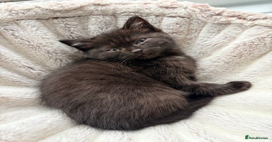 Persian cats Perfect little 1/2Persian x BSH kittens 🐱  - Advert 4