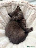 Persian cats Perfect little 1/2Persian x BSH kittens 🐱 - Advert 1