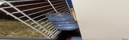 Guinea Pig rodents for sale: 2 young guinea pigs  in Brierley Hill - Advert 11