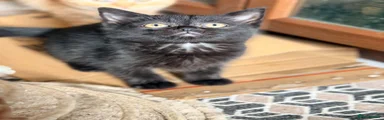 British Shorthair 5