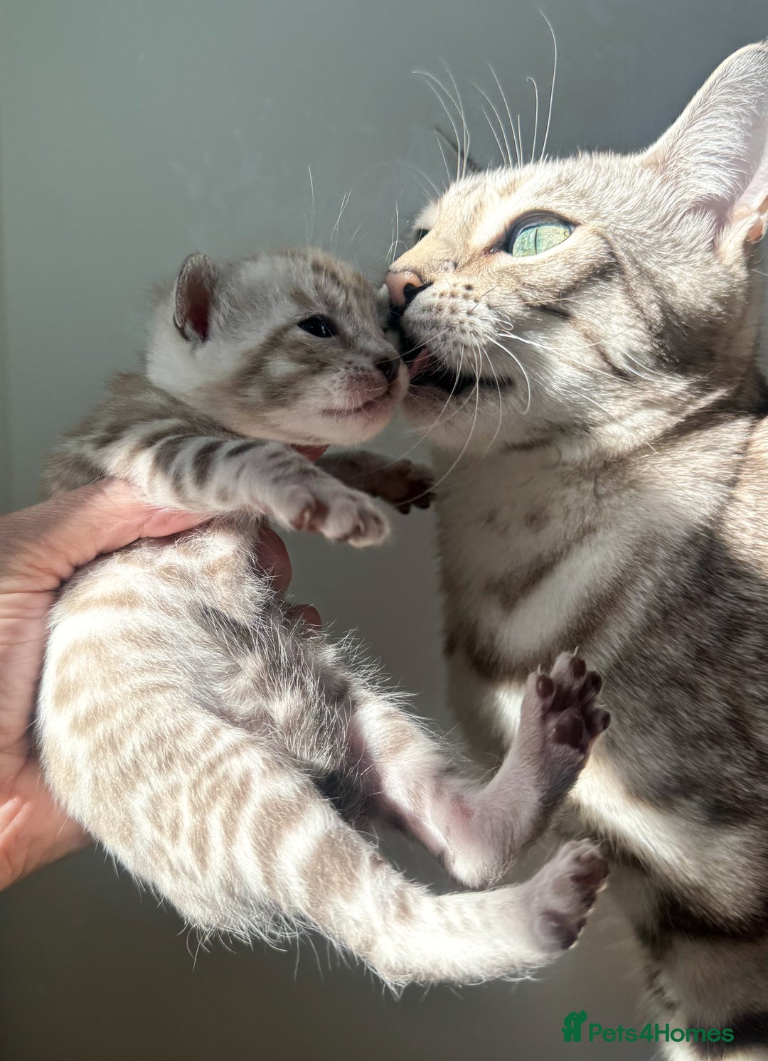 Bengal cats for sale: 🏆OUTSTANDING SHOW WINNING BENGALS KITTENS🔥 - Image 26