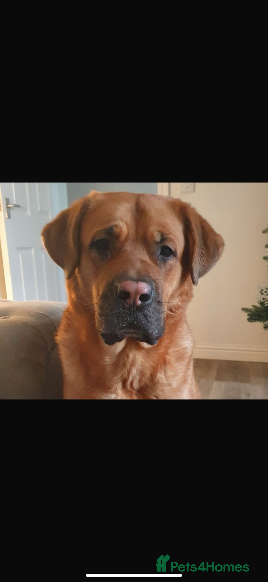 Mixed Breed dogs for sale: Cane corso X mastiff X - Advert 1