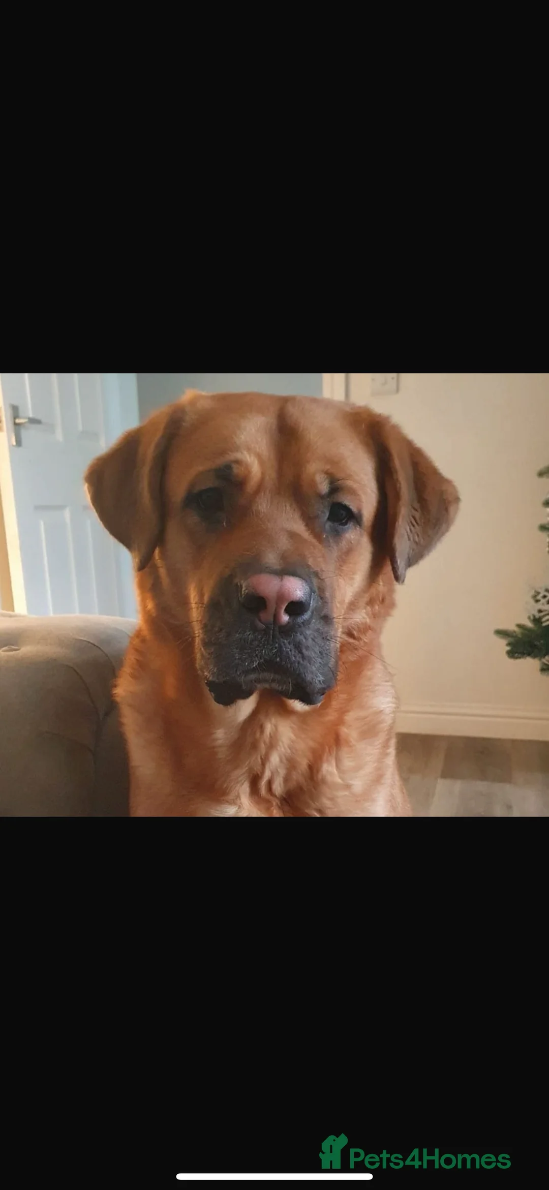 Mixed Breed dogs for sale: Cane corso   ** tiff X - Advert 1