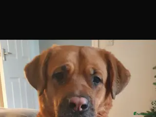 Mixed Breed dogs Cane corso X mastiff X - Advert 17