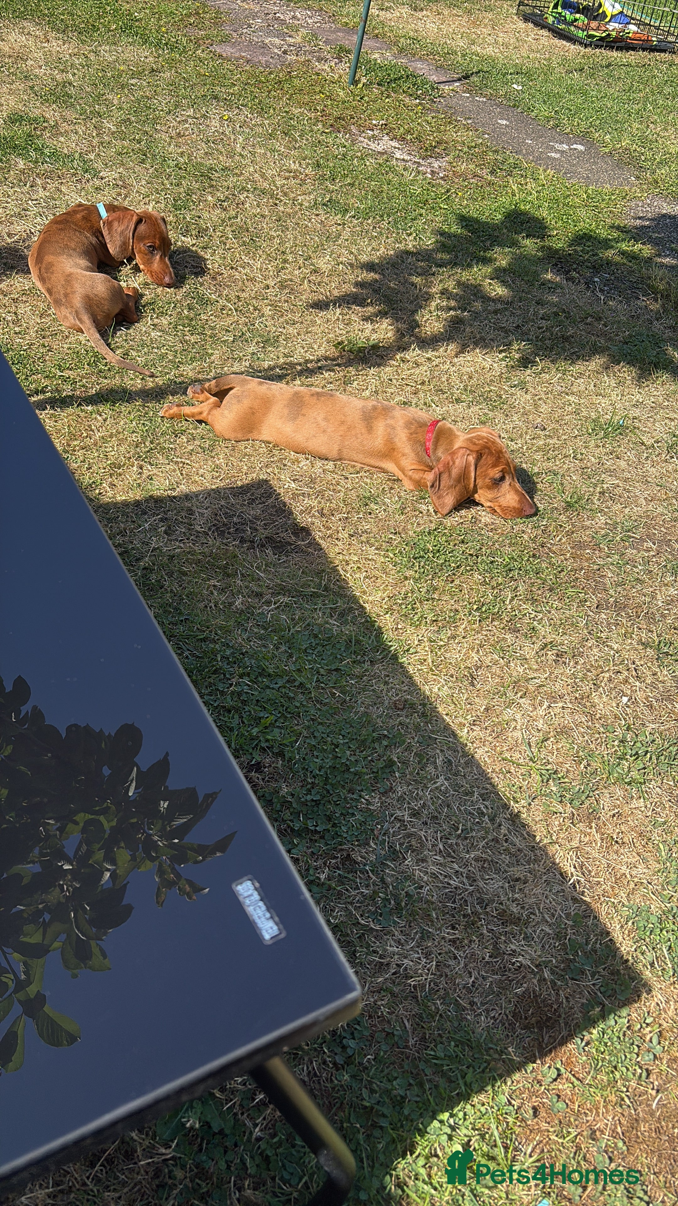 Miniature Dachshund dogs Stunning KC Miniature Dachshunds - Advert 2